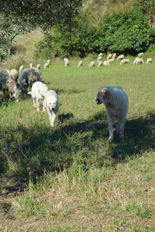Azienda Agrituristica Carida Zaccanopoli Εξωτερικό φωτογραφία