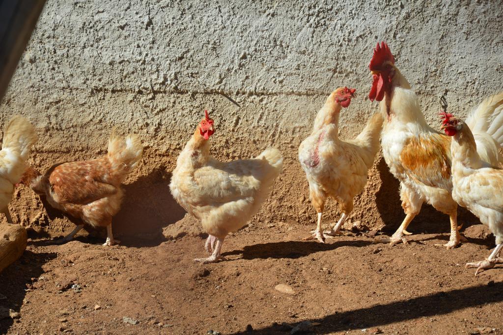 Azienda Agrituristica Carida Zaccanopoli Εξωτερικό φωτογραφία