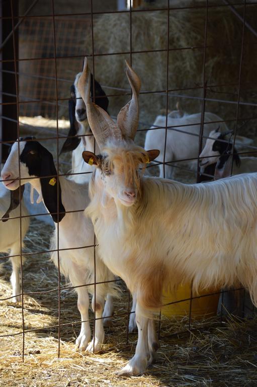 Azienda Agrituristica Carida Zaccanopoli Εξωτερικό φωτογραφία